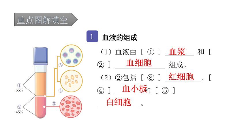 中考生物复习第四单元生物圈中的人第四章人体内物质的运输课件第2页