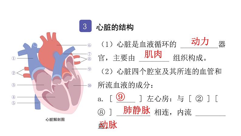 中考生物复习第四单元生物圈中的人第四章人体内物质的运输课件第7页