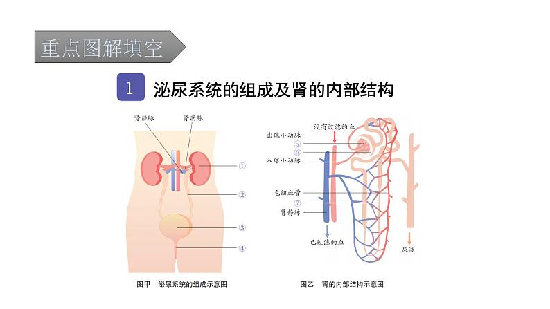 中考生物复习第四单元生物圈中的人第五章人体内废物的排出课件第2页