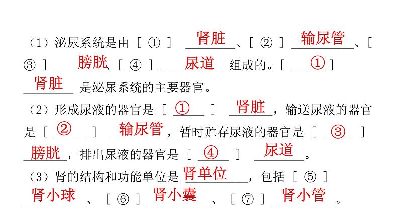 中考生物复习第四单元生物圈中的人第五章人体内废物的排出课件第3页