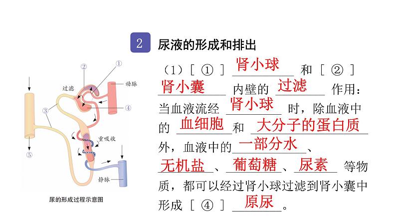 中考生物复习第四单元生物圈中的人第五章人体内废物的排出课件第4页