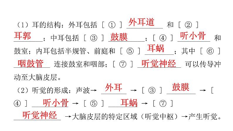 中考生物复习第四单元生物圈中的人第六章人体生命活动的调节课件06