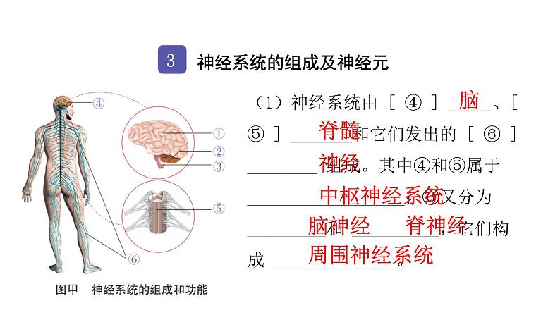 中考生物复习第四单元生物圈中的人第六章人体生命活动的调节课件07