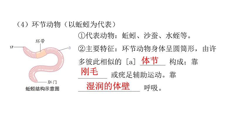 中考生物复习第五单元生物圈中的其他生物第一章动物的主要类群课件05