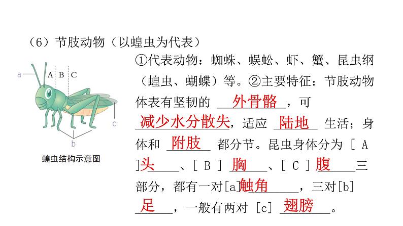 中考生物复习第五单元生物圈中的其他生物第一章动物的主要类群课件07