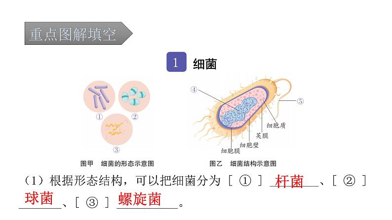 中考生物复习第五单元生物圈中的其他生物第四章细菌和真菌课件02