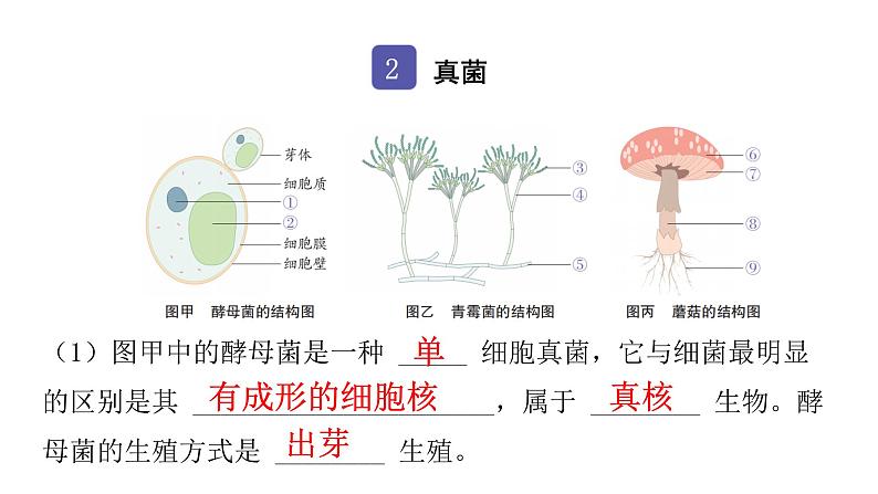 中考生物复习第五单元生物圈中的其他生物第四章细菌和真菌课件04