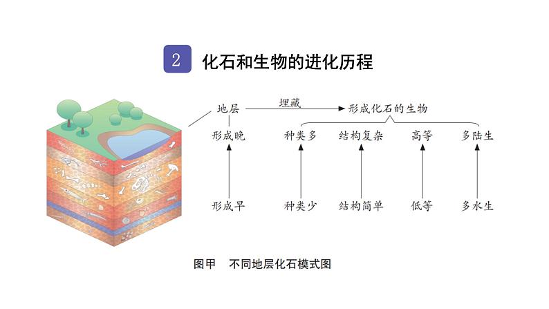 中考生物复习第七单元生物圈中生命的延续和发展第三章生命起源和生物进化课件第4页