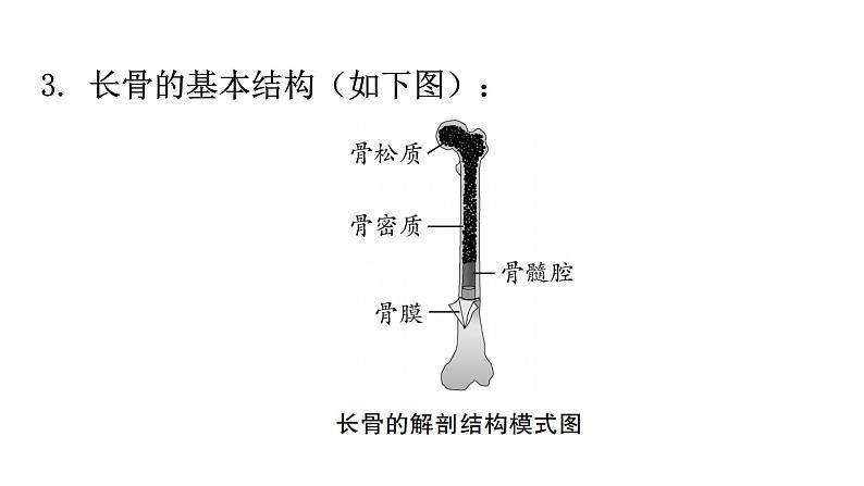 北师大版八年级生物上册第5单元第15章第2节动物运动的形成第1课时骨、关节教学课件第6页