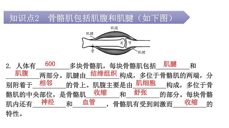 北师大版八年级生物上册第5单元第15章第2节动物运动的形成第2课时骨骼、骨骼肌、躯体运动的形成教学课件05