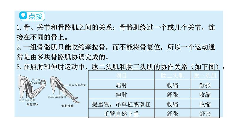 北师大版八年级生物上册第5单元第15章第2节动物运动的形成第2课时骨骼、骨骼肌、躯体运动的形成教学课件08