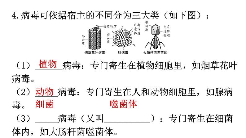 北师大版八年级生物上册第5单元第18章第1节微生物在生物圈中的作用第3课时病毒、微生物在生物圈中的作用教学课件06