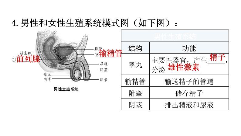 北师大版八年级生物上册第6单元第19章第1节人的生殖和发育第1课时人的生殖系统的结构和功能、新生命的孕育教学课件第5页