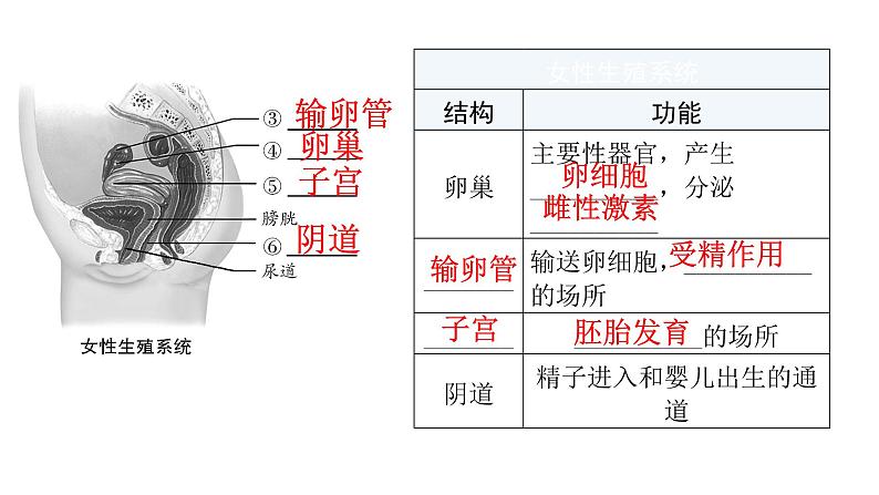 北师大版八年级生物上册第6单元第19章第1节人的生殖和发育第1课时人的生殖系统的结构和功能、新生命的孕育教学课件第6页