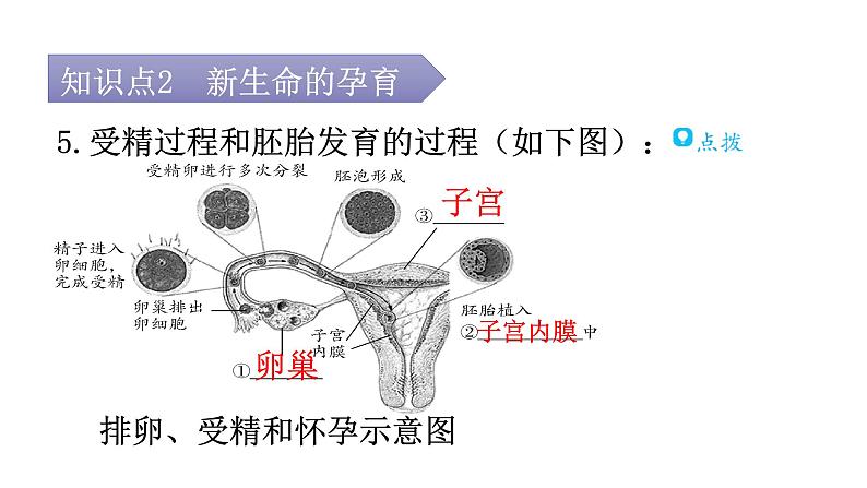 北师大版八年级生物上册第6单元第19章第1节人的生殖和发育第1课时人的生殖系统的结构和功能、新生命的孕育教学课件第7页