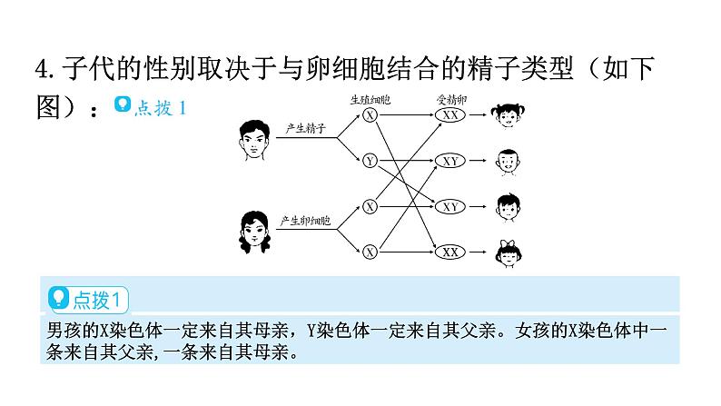 北师大版八年级生物上册第6单元第20章第4节性别和性别决定教学课件07