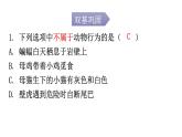 北师大版八年级生物上册第16章第1节先天性行为和后天学习行为分层作业课件