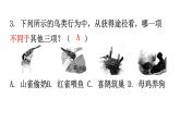 北师大版八年级生物上册第16章第1节先天性行为和后天学习行为分层作业课件