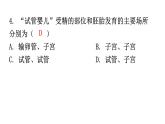 北师大版八年级生物上册第19章第1节人的生殖和发育第1课时分层作业课件