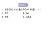 北师大版八年级生物上册第20章第2节性状遗传的物质基础分层作业课件