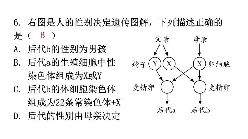 北师大版八年级生物上册第20章第4节性别和性别决定分层作业课件第7页