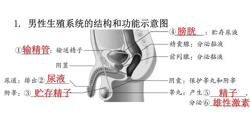 北师大版八年级生物上册第6单元生命的延续图解课件第2页