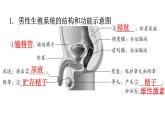 北师大版八年级生物上册第6单元生命的延续图解课件