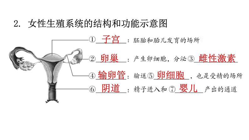 北师大版八年级生物上册第6单元生命的延续图解课件第3页