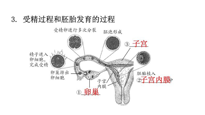 北师大版八年级生物上册第6单元生命的延续图解课件第4页