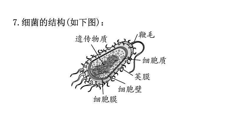 北师大版八年级生物上册第5单元第18章第1节微生物在生物圈中的作用知识点课件第6页