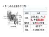 北师大版八年级生物上册第6单元第19章第1节人的生殖和发育知识点课件