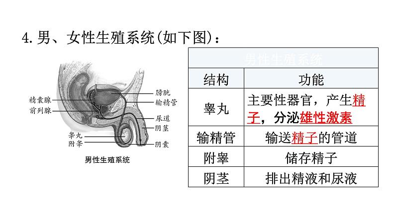 北师大版八年级生物上册第6单元第19章第1节人的生殖和发育知识点课件第3页