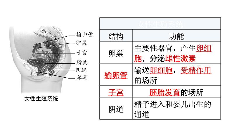 北师大版八年级生物上册第6单元第19章第1节人的生殖和发育知识点课件第4页