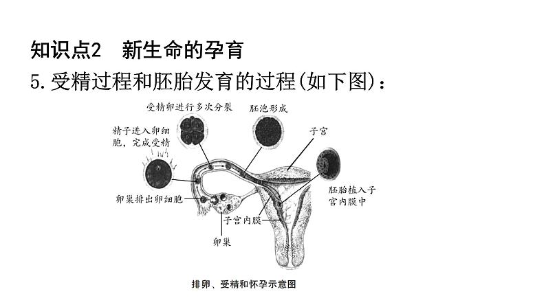 北师大版八年级生物上册第6单元第19章第1节人的生殖和发育知识点课件第5页