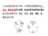 北师大版八年级生物上册第6单元第19章第2节动物的生殖和发育知识点课件