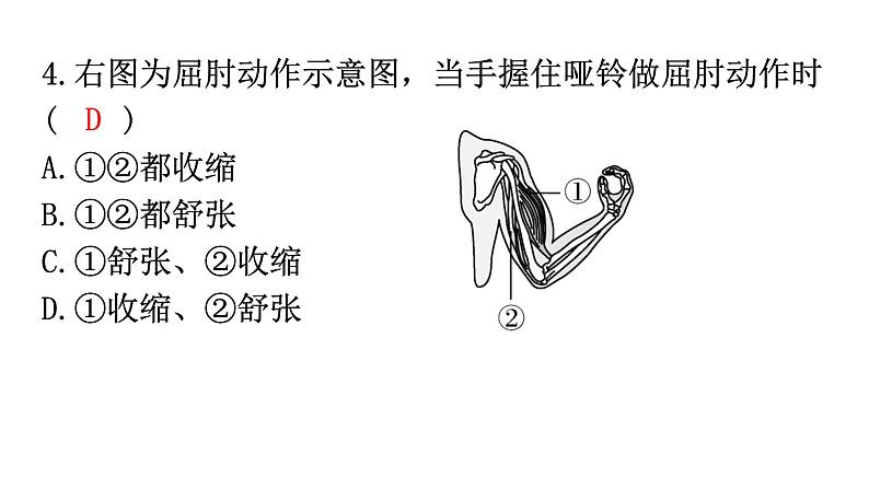 北师大版八年级生物上册期末过关训练课件05