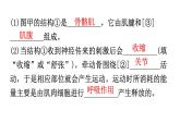 北师大版八年级生物上册专项训练一读图理解题型课件