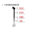 北师大版八年级生物上册第5单元生物圈中的动物和微生物图解课件