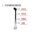 北师大版八年级生物上册第5单元生物圈中的动物和微生物图解课件