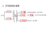 北师大版八年级生物上册第5单元生物圈中的动物和微生物图解课件