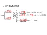 北师大版八年级生物上册第5单元生物圈中的动物和微生物图解课件