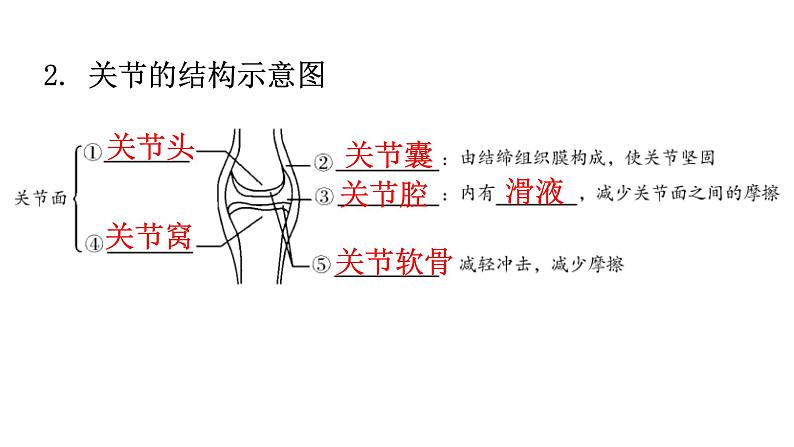 北师大版八年级生物上册第5单元生物圈中的动物和微生物图解课件03