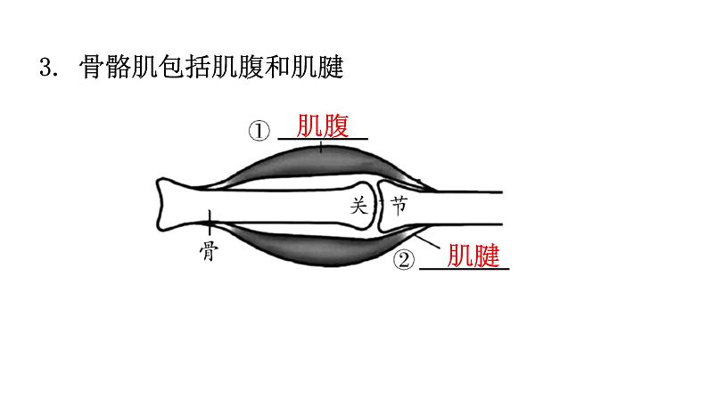 北师大版八年级生物上册第5单元生物圈中的动物和微生物图解课件04