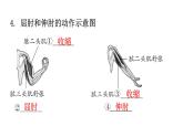 北师大版八年级生物上册第5单元生物圈中的动物和微生物图解课件