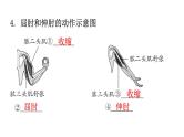 北师大版八年级生物上册第5单元生物圈中的动物和微生物图解课件
