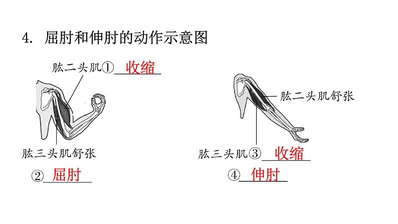 北师大版八年级生物上册第5单元生物圈中的动物和微生物图解课件05