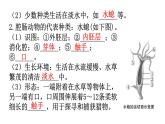 人教版八年级生物上册第五单元第一章第一节腔肠动物和扁形动物教学课件