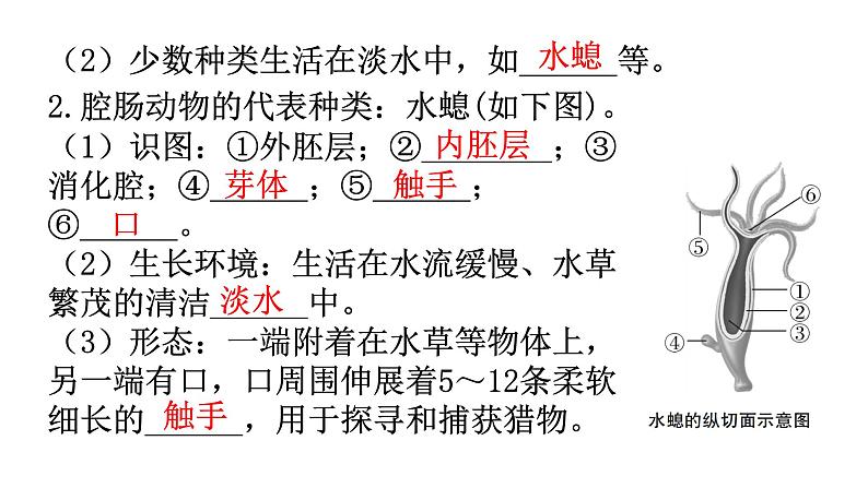 人教版八年级生物上册第五单元第一章第一节腔肠动物和扁形动物教学课件05