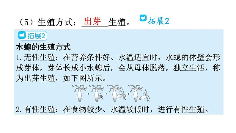 人教版八年级生物上册第五单元第一章第一节腔肠动物和扁形动物教学课件07