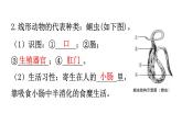 人教版八年级生物上册第五单元第一章第二节线形动物和环节动物教学课件